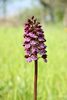 Orchis purpurea - foto di Paolo Caciagli
per ingrandire la foto cliccare sulla miniatura (648 Kb)